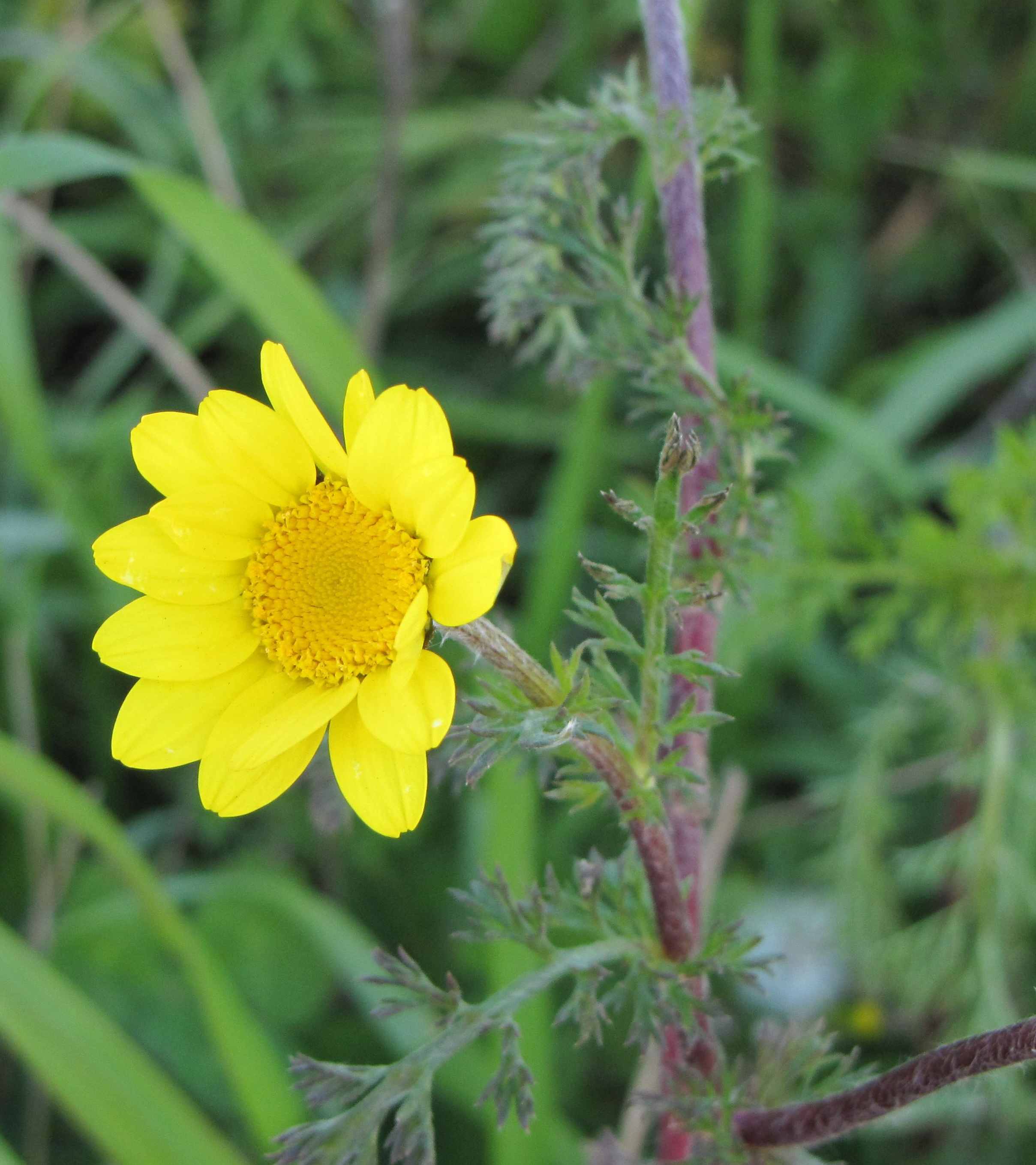 Glebionis coronaria (=Chrysanthemum coronarium)